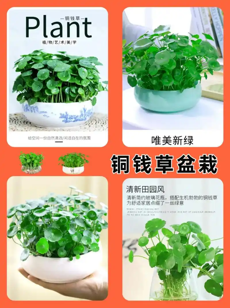 闲时种一颗铜钱草吧,非常有趣的一种植物,一年四季常青,简单而 - 抖音