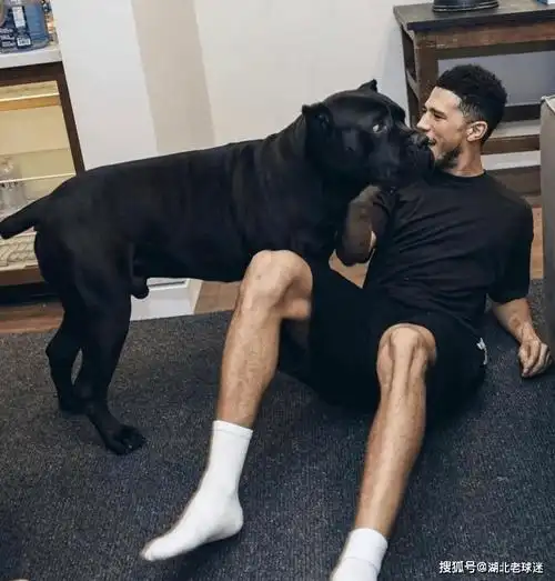 这条狗根本就不是詹娜的,而是布克的爱犬.