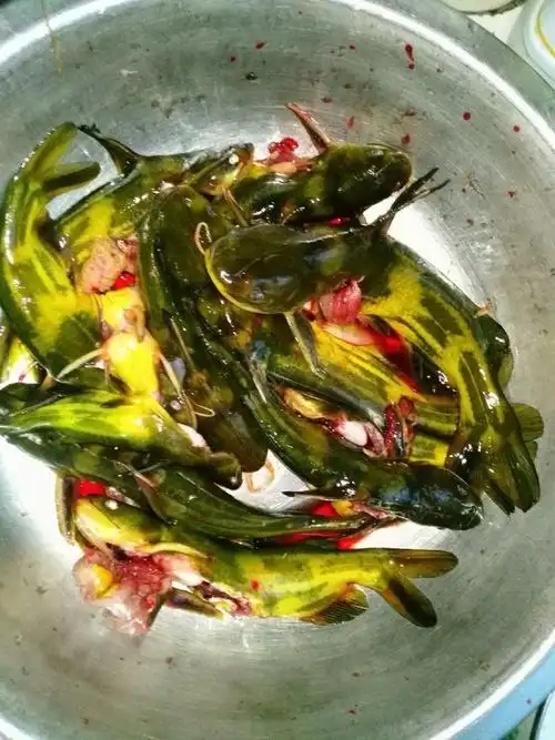 秀食可餐的角角鱼