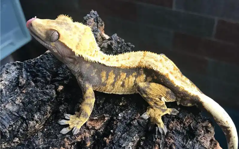 睫角守宫的日常饲养