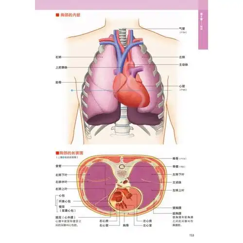 正版 全新3d人体解剖图 人体肌肉解剖运动解剖学断层局部解剖学图谱