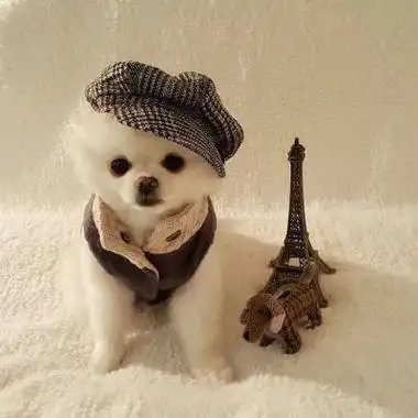 狗狗头像图片蠢萌男生女生专用 微信很火的狗头像图片合集_动物头像