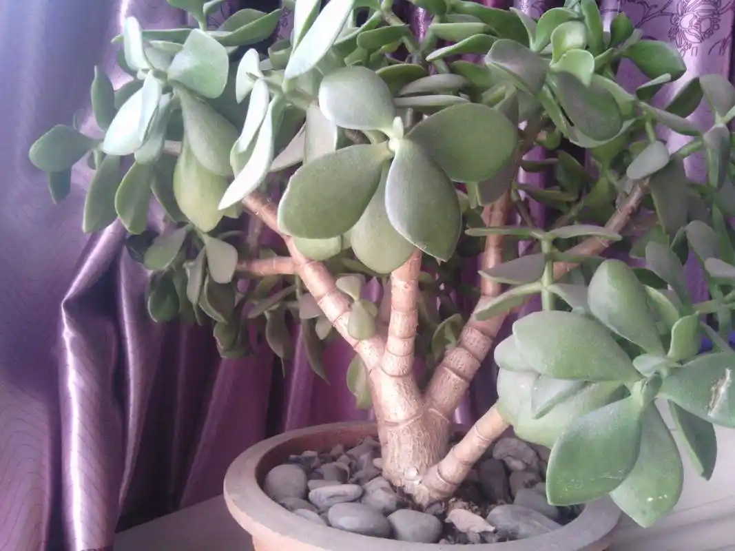 mill druce ,又名景天树肉质万年青豆瓣掌等,景天科青锁龙属植物,多肉