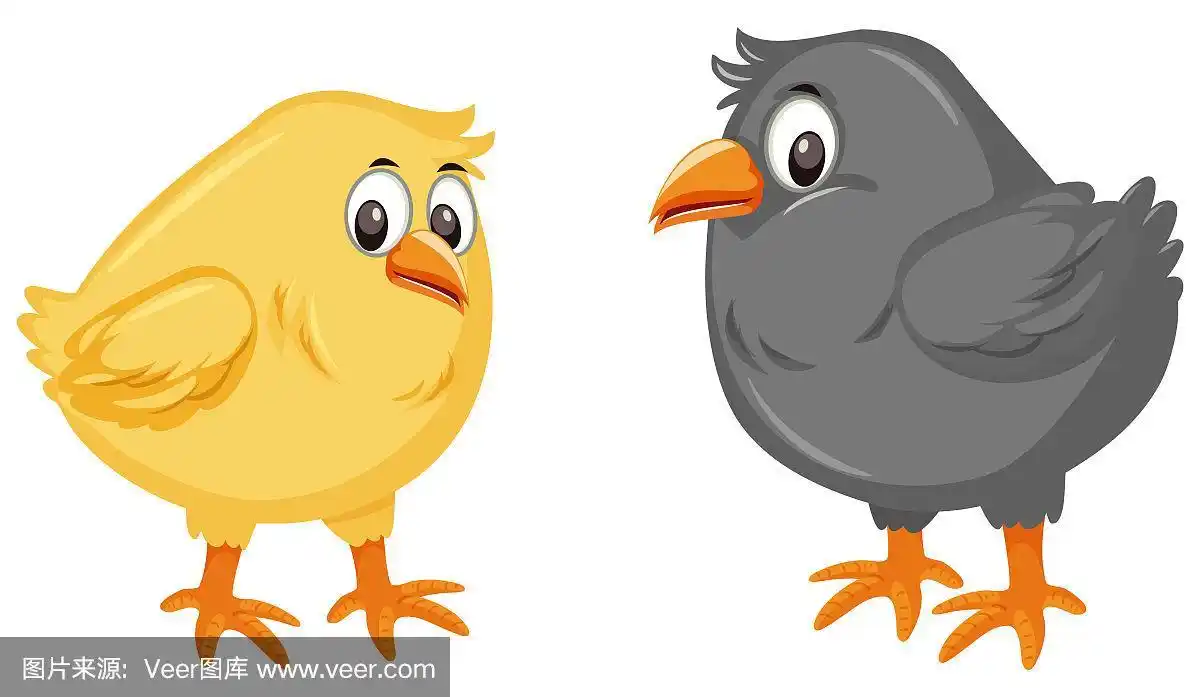 两只小鸡在白色的背景上