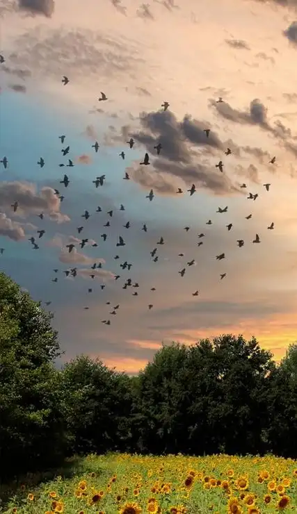 很有自由感的高级感壁纸合集 很美很气质的壁纸合集_qq头像个性网