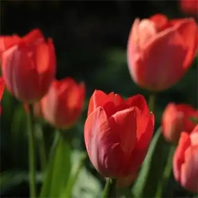 适合做头像的花束唯美头像 2022最招财清新淡雅的微信头像