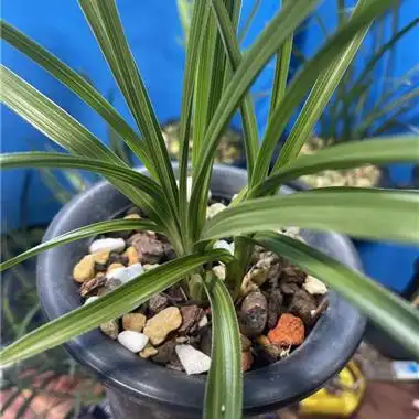 水晶中透 - 中国兰花交易网