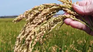 农民的手摇晃稻穗[禾穗]视频模板下载