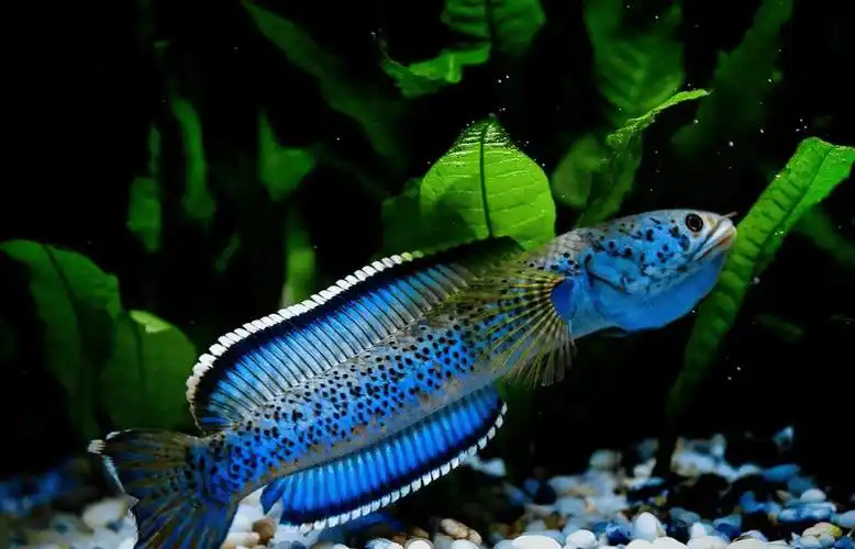 社团科普【龙年特辑·七】雷龙鱼:迷迭之光,囚壑之蛟