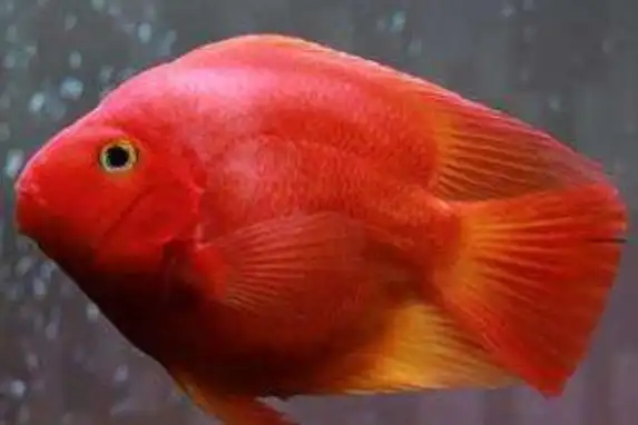 发财鱼鲈形目慈鲷科由魔鬼鱼和紫红火口杂交而来