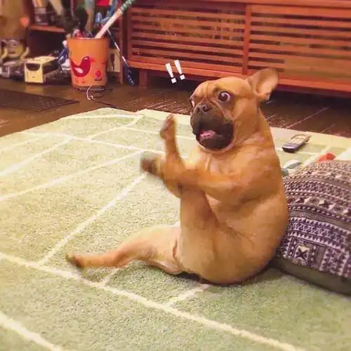 逗比头像-搞笑频道-手机搜狐