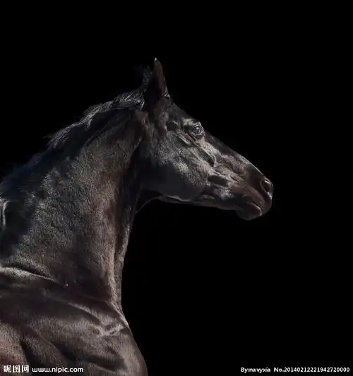 黑马设计图__野生动物_生物世界_设计图库_昵图网nipic.com