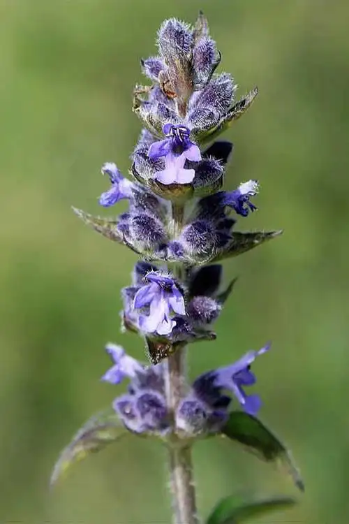 裂叶荆芥图片裂叶荆芥野菜图片