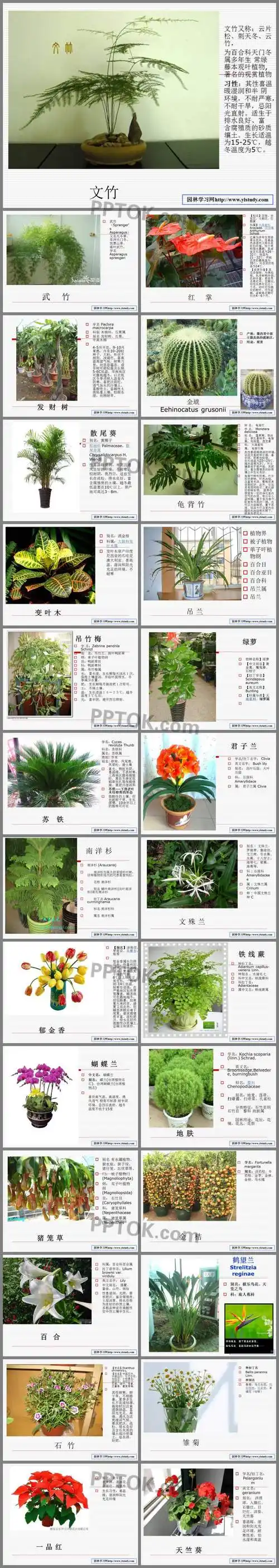 30种常见的室内植物名称和图片ppt课件