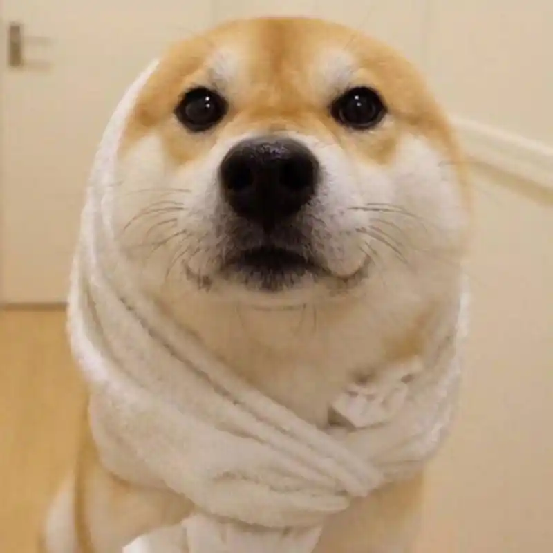 超级适合单身小哥哥的萌宠微信头像—撩妹子必备