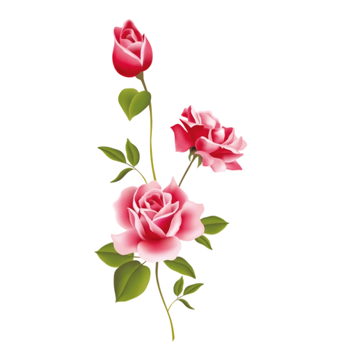 png免抠牡丹,荷花素材