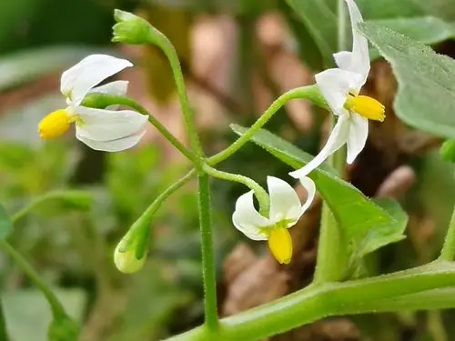 我盆养的果药两用野生植物龙葵