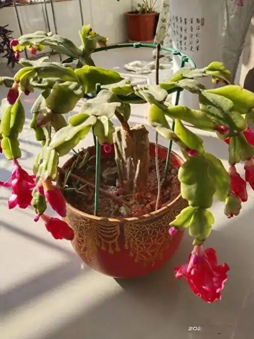 刚哥养花经验分享,嫁接的蟹爪兰长偏了怎么办?