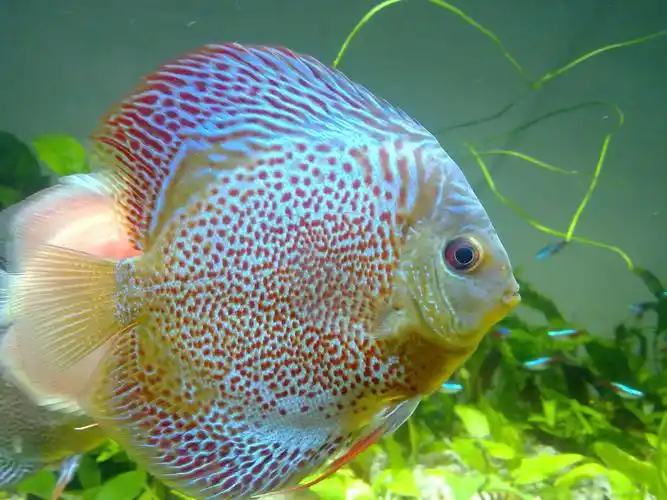 七彩神仙鱼
