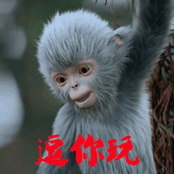 诛仙青云志小灰猴逗你玩gif动图_动态图_表情包下载_soogif