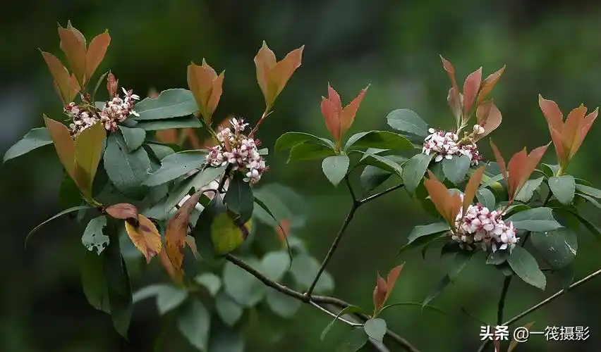 原创被人忽略的野花——春花树,它才是真正的春花一筏摄影已关注1/17