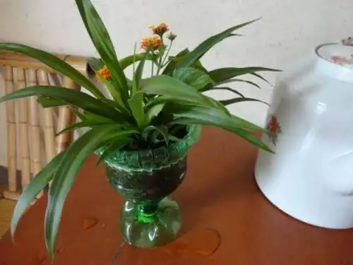 可乐瓶别丢,用来种花惊艳你