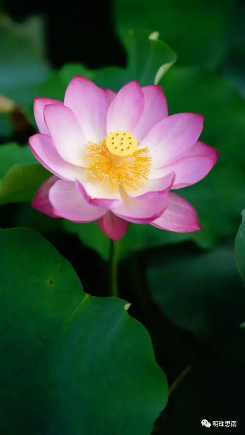 思南荷花盛开惊艳你的夏天