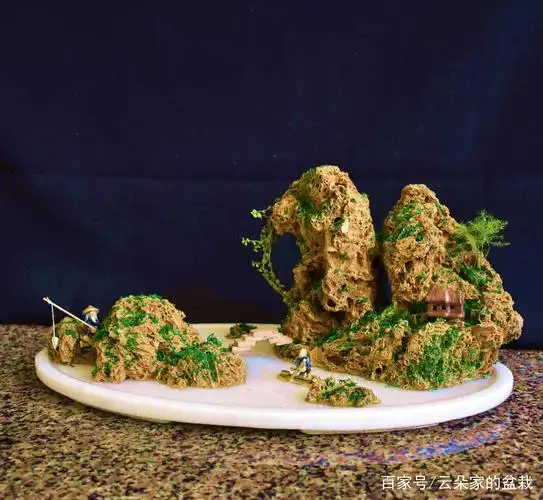 吸水石上种什么植物