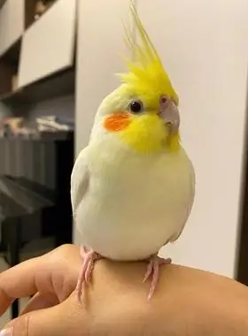 纯手养玄凤活活体雏鸟黄化幼鸟鹦鹉