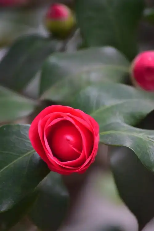 灿烂花开红色山茶花
