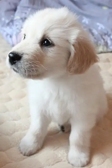 狗崽也爱玩自拍 小崽们都很萌哦,爱狗的ddmm可以看看哦