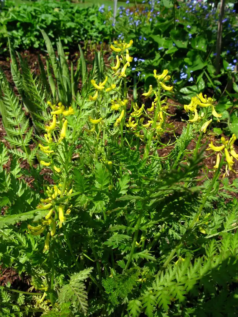 散结只需三味药  1,黄连.这种中药以其清热解毒的功效而闻名.