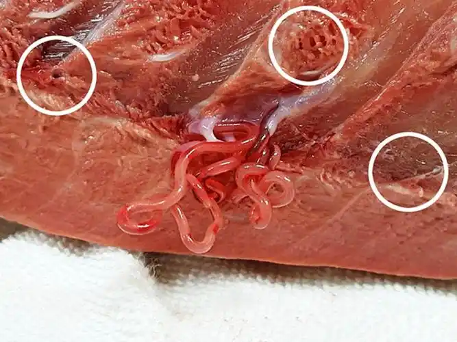 油甘鱼刺身藏多条活寄生虫 体长可达 40 厘米