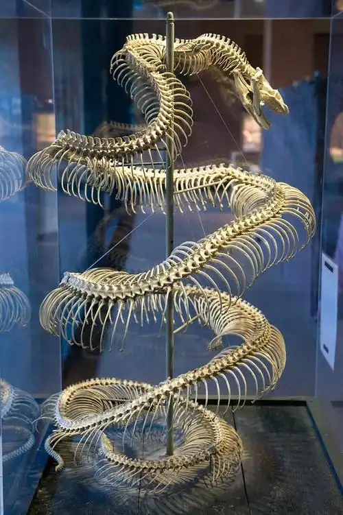 四种动物的骨架不看名字猜不出肉眼看不透它们的真面目