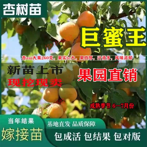 巨蜜王杏嫁接果树苗杏苗南方北方种植庭院盆栽特大当年结果杏树苗
