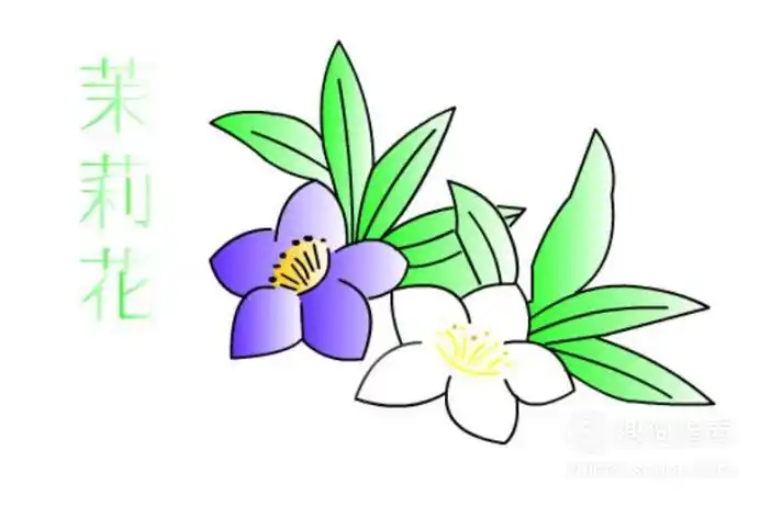 紫茉莉花彩色简笔画 简笔画图片大全-蒲城教育文学网