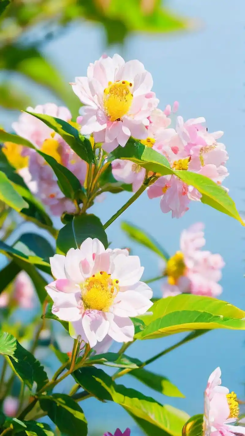 夏日必备95清爽绿叶壁纸大放送97 夏日炎炎,来一组清爽的绿叶壁纸