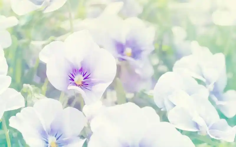 平平淡淡也是真_唯美图片