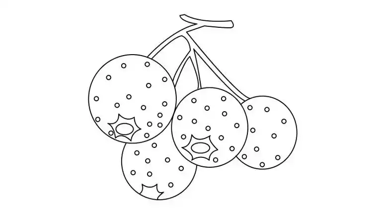 山楂简笔画教程山楂简笔画怎么画