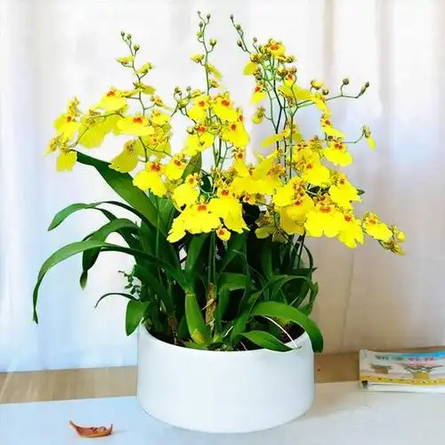 生命顽强文心兰懒人养殖最适合开花像小蝴蝶满盆飞舞