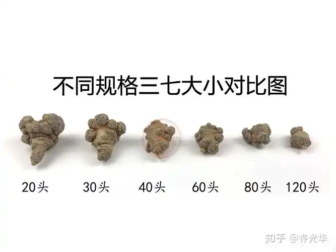 30种不同【三七】,真伪优劣,高清大图对比!