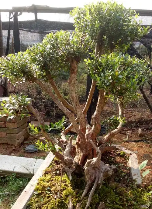 小叶红芽赤楠盆景三叶轮观叶盆栽绿植阳台庭院四季常青防辐射01