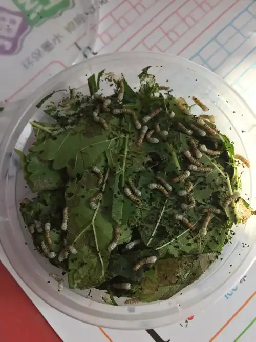 第四天,蚕宝宝长大了,有8毫米长,它的头慢慢变白了,身体变米黄色了