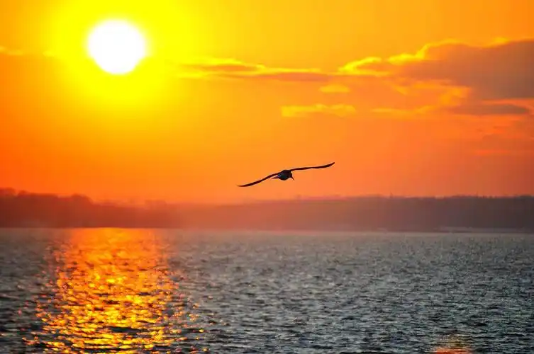 海鸥飞处彩云飞