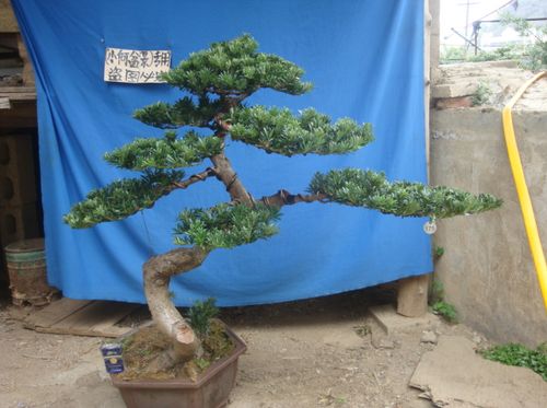 珍珠贵妃雀舌红芽菊花芯元宝罗汉松树桩盆景造型一物一拍实物图