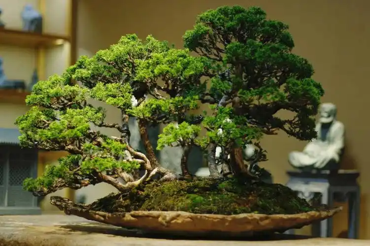 今日分享一颗丛林盆景