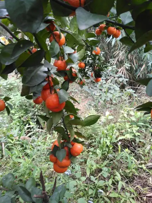 硕果累累,又是一个丰收的季节,桔子树上挂满了一个个的红灯笼,让人