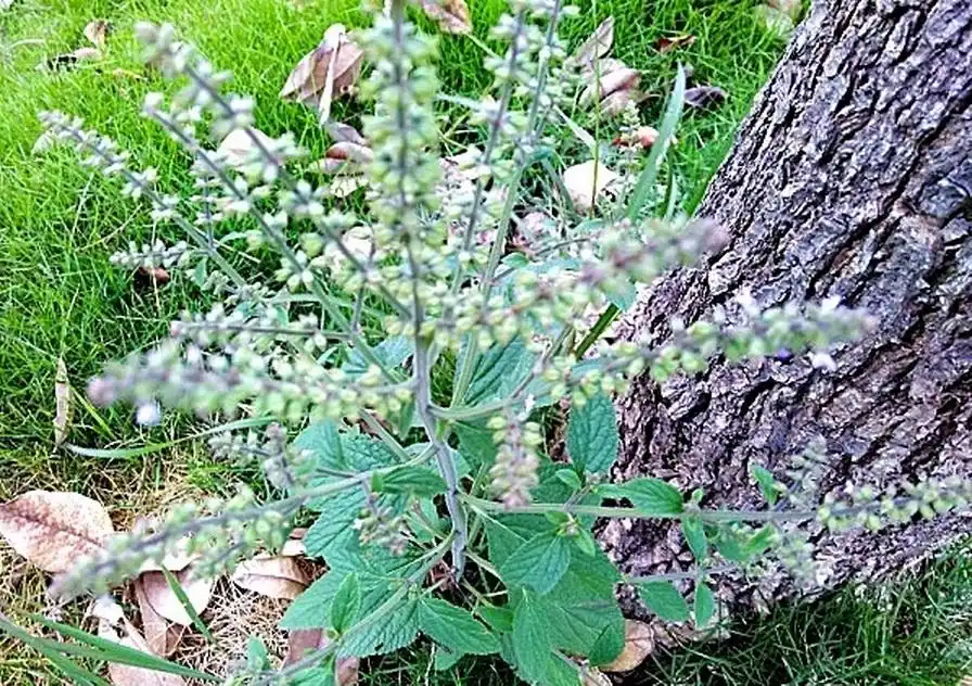 这种毫不起眼的"雪见草",很多人不待见它,农民却靠它止咳!