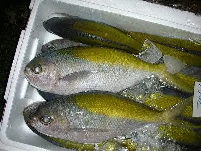 求教这是什么鱼?