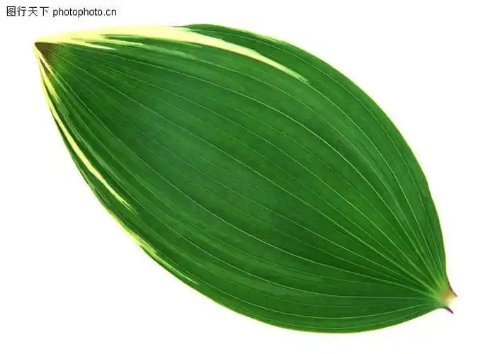 为什么单子叶植物比双子叶植物具有比较多的长而平行的叶脉后者通常为